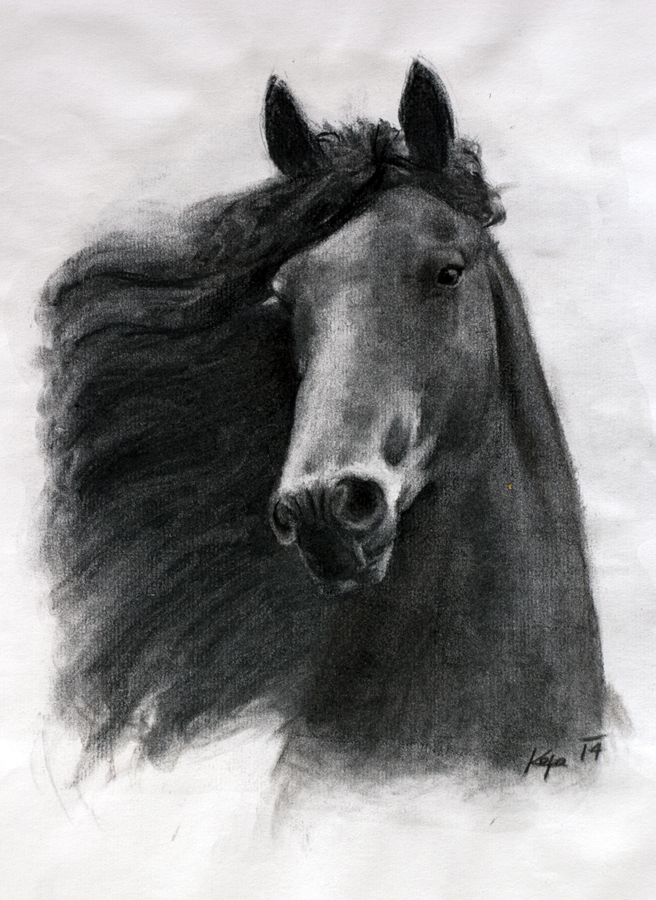 horse, kůň, kresba uhlem, Karel Chytil