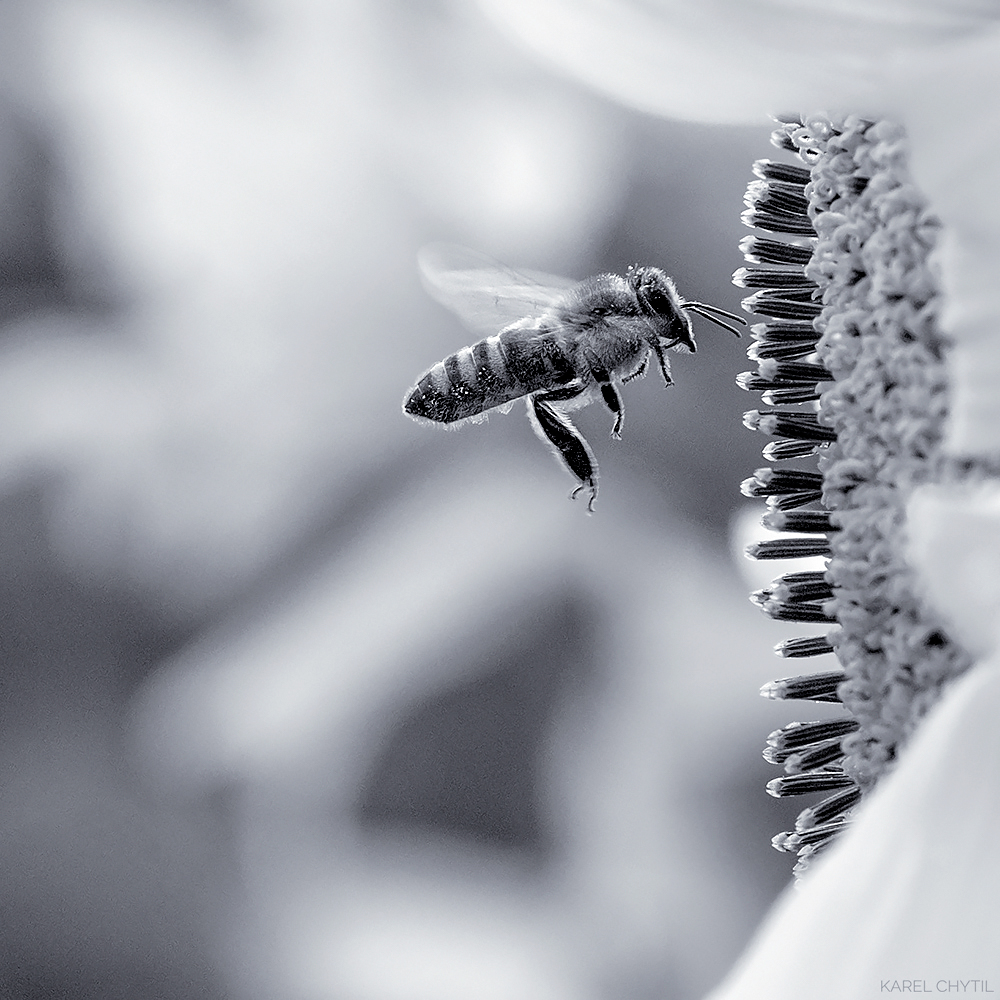 digital photo of flying bee, autorem Karel Chytil