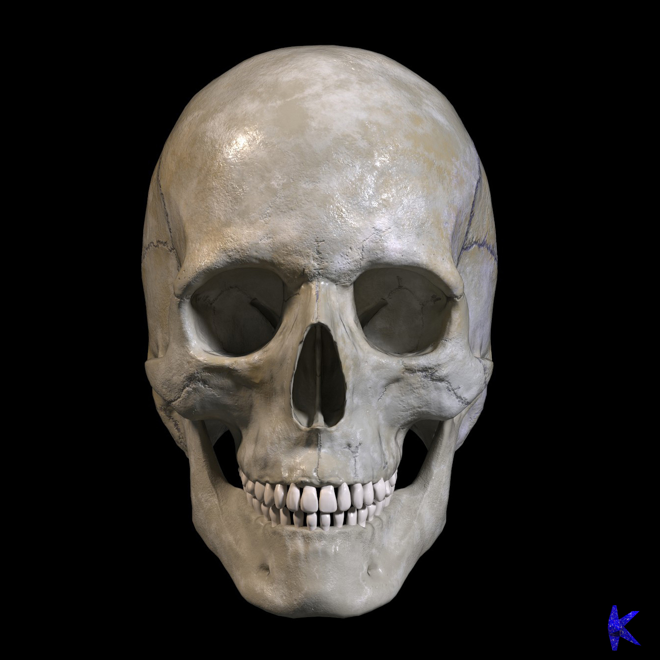 human skull, lebka, autorem Karel Chytil