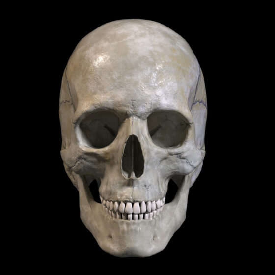 skull (lebka), ZBrush model. Autorem Karel Chytil