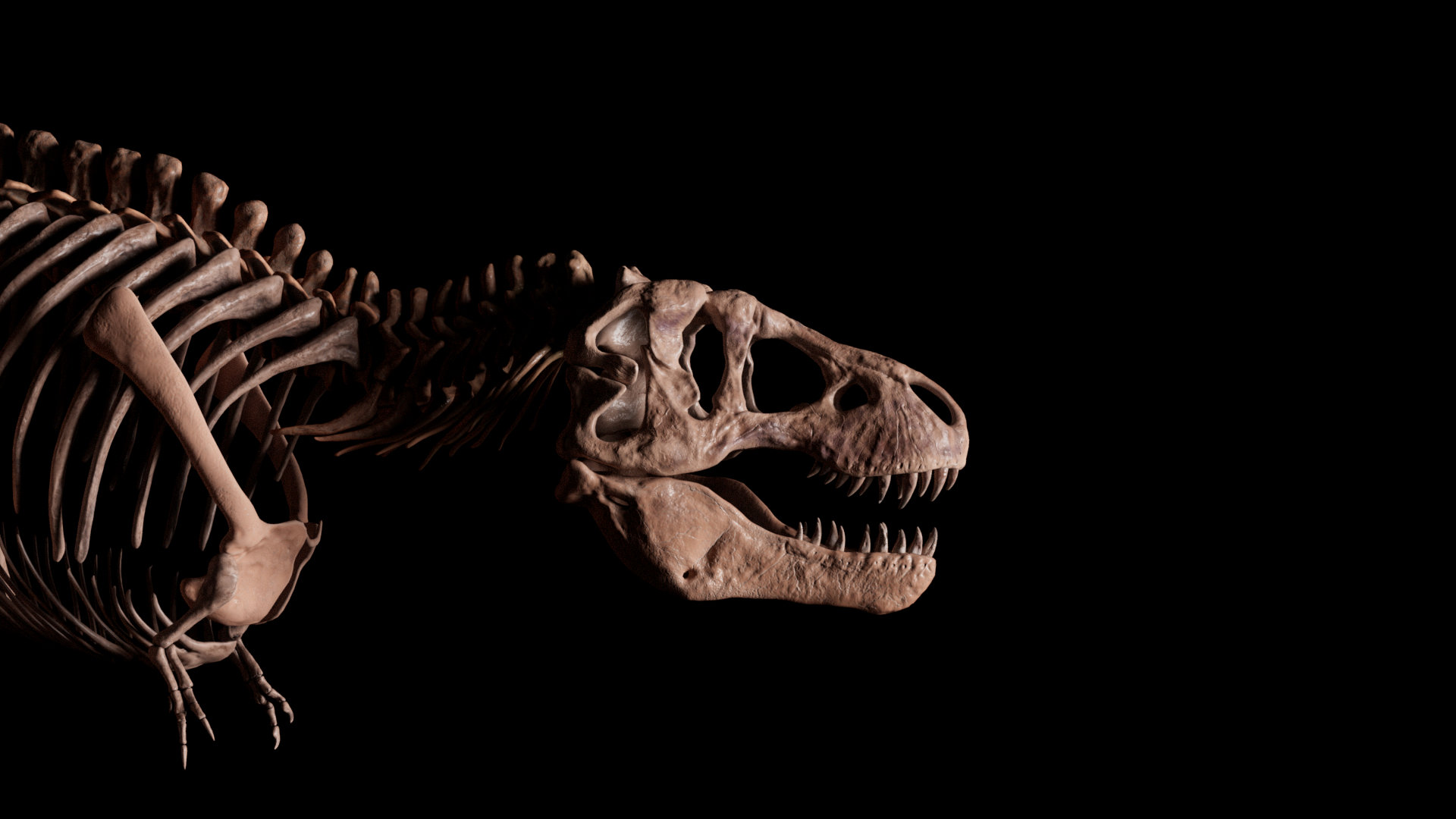 Tyrannosaurus rex side view, skull and ribs